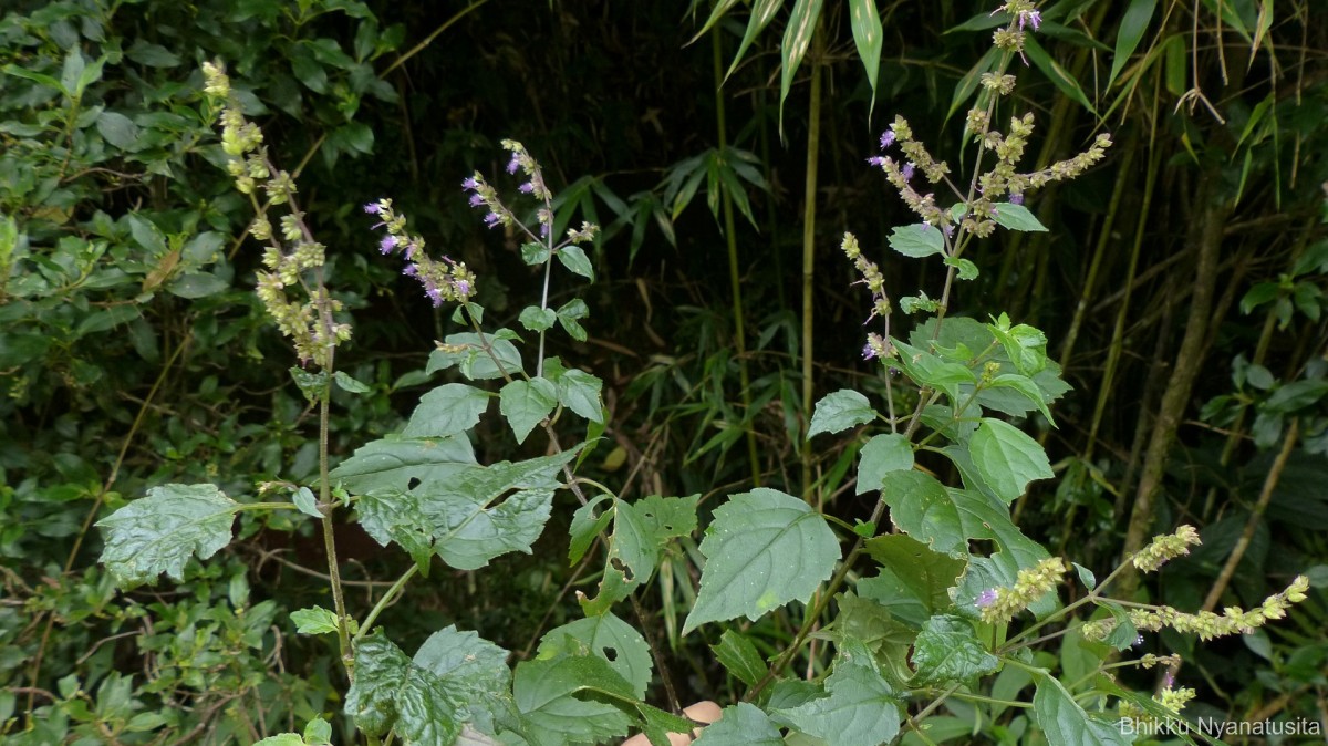 Pogostemon heyneanus Benth.